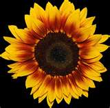 GIRASOLE RING OF FIRE NR.25 SEMI